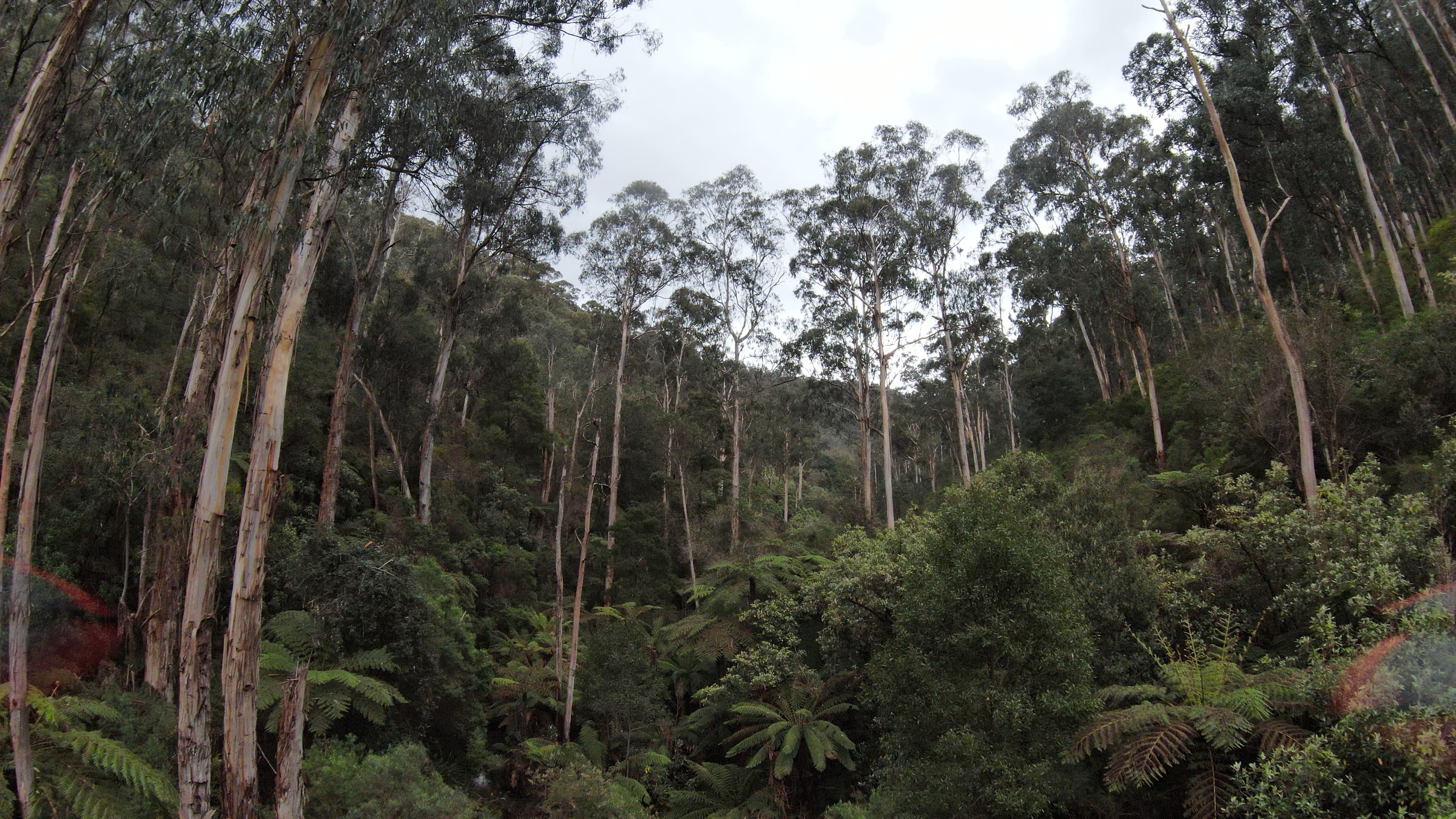 Strategic vegetation assessment in the field